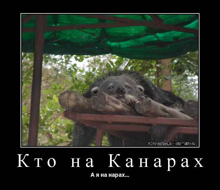 Кто на Канарах А я на нарах...... Котоматрица: Кто на Канарах А я на нарах...