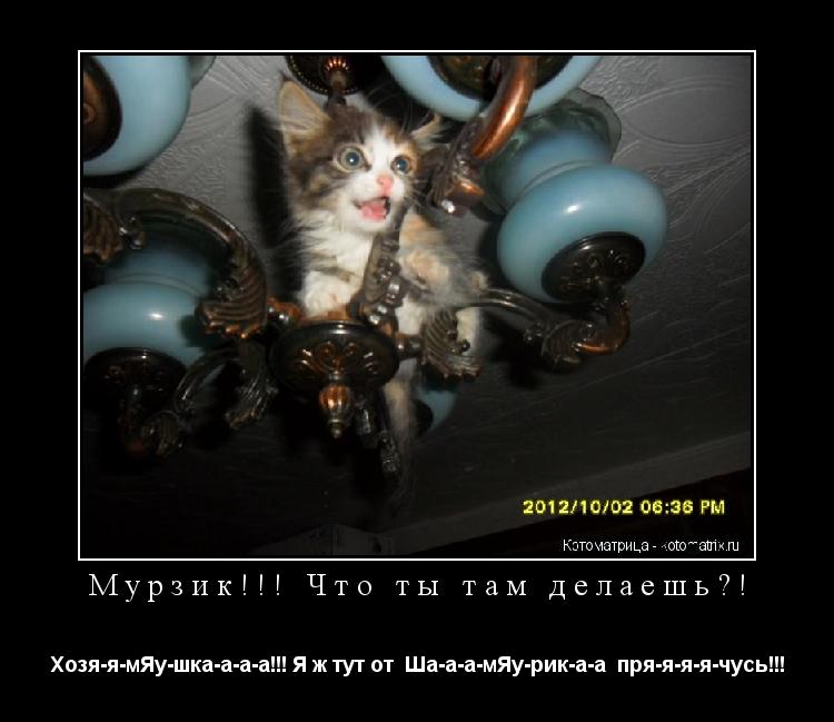 Мурзик!!! Что ты там делаешь?! Хозя-я-мЯу-шка-а-а-а!!! Я ж тут от Ша-а-а-мЯу-рик-а-а пря-я-я-я-чусь... Котоматрица: Мурзик!!! Что ты там делаешь?! Хозя-я-мЯу-шка-а-а-а!!! Я ж тут от Ша-а-а-мЯу-рик-а-а пря-я-я-я-чусь!!!