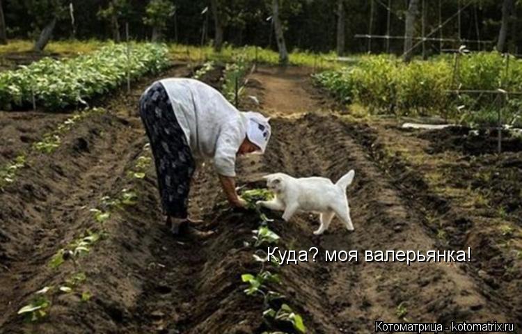 к Куда? моя валерьянка!... Котоматрица: к Куда? моя валерьянка!