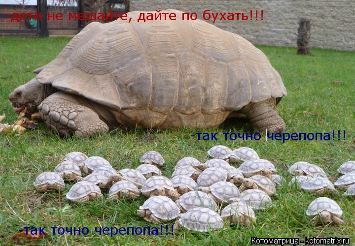 -дети не мешайте, дайте по бухать!!! -так точно черепопа!!! -так точно черепопа!!!... Котоматрица: -дети не мешайте, дайте по бухать!!! -так точно черепопа!!! -так точно черепопа!!!