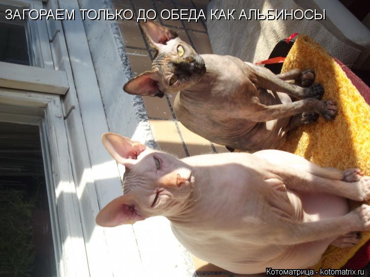 ЗАГОРАЕМ ТОЛЬКО ДО ОБЕДА КАК АЛЬБИНОСЫ... Котоматрица: ЗАГОРАЕМ ТОЛЬКО ДО ОБЕДА КАК АЛЬБИНОСЫ