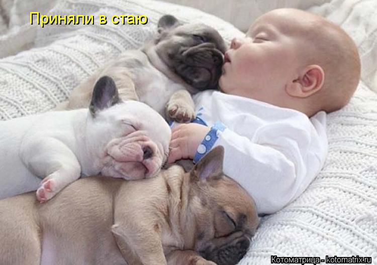 Приняли в стаю... Котоматрица: Приняли в стаю