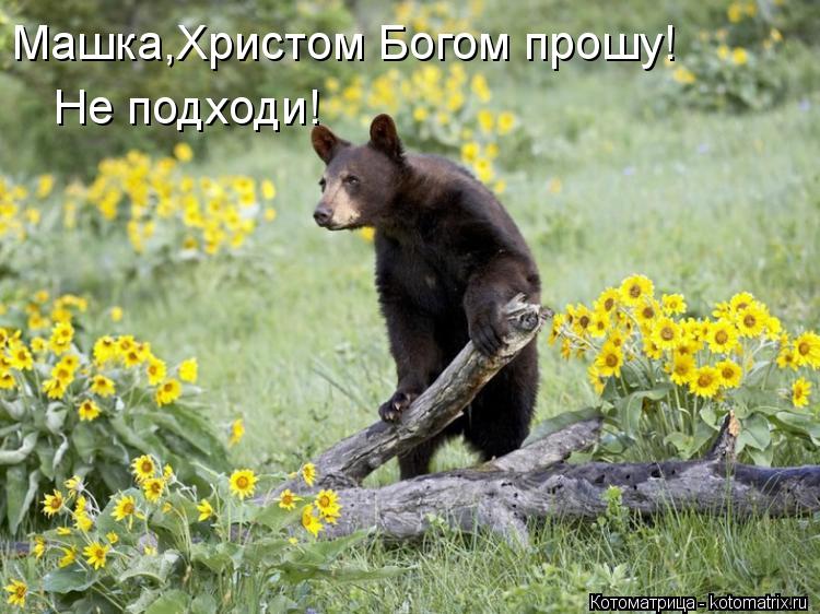 Машка,Христом Богом прошу! Не подходи!... Котоматрица: Машка,Христом Богом прошу! Не подходи!