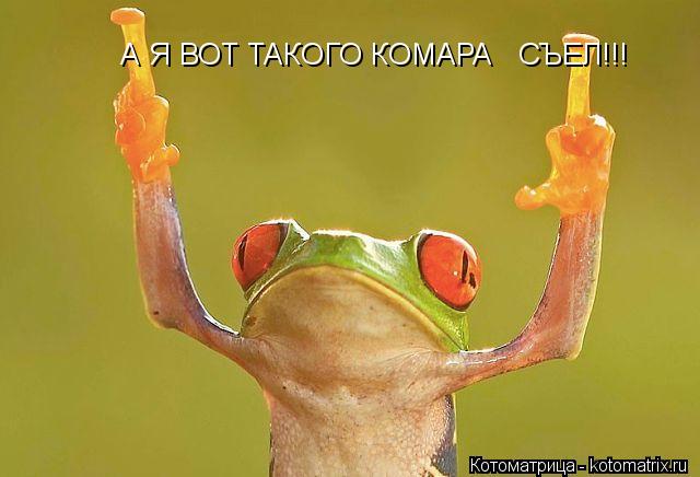 А Я ВОТ ТАКОГО КОМАРА СЪЕЛ!!!... Котоматрица: А Я ВОТ ТАКОГО КОМАРА СЪЕЛ!!!