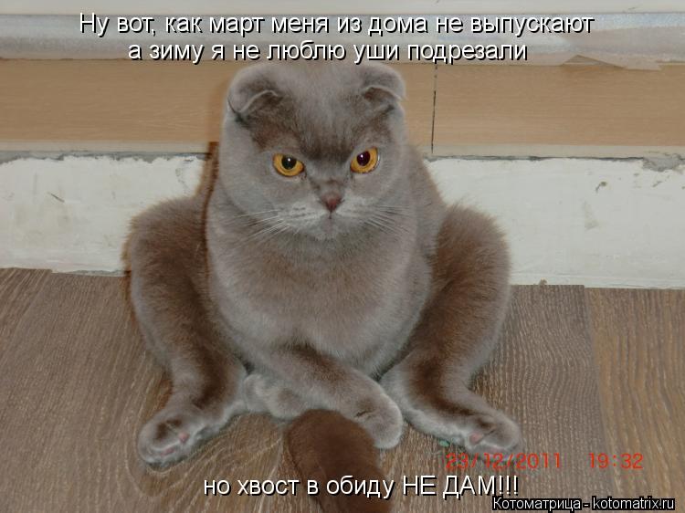 Ну вот, как март меня из дома не выпускают а зиму я не люблю уши подрезали но хвост в обиду НЕ ДАМ!!... Котоматрица: Ну вот, как март меня из дома не выпускают а зиму я не люблю уши подрезали но хвост в обиду НЕ ДАМ!!!