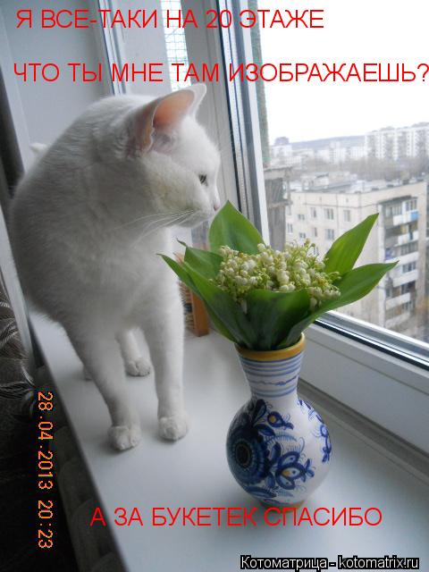 Я ВСЕ-ТАКИ НА 20 ЭТАЖЕ ЧТО ТЫ МНЕ ТАМ ИЗОБРАЖАЕШЬ? А ЗА БУКЕТЕК СПАСИБО... Котоматрица: Я ВСЕ-ТАКИ НА 20 ЭТАЖЕ ЧТО ТЫ МНЕ ТАМ ИЗОБРАЖАЕШЬ? А ЗА БУКЕТЕК СПАСИБО