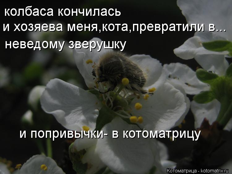 колбаса кончилась и хозяева меня,кота,превратили в... неведому зверушку и попривычки- в котоматрицу... Котоматрица: колбаса кончилась и хозяева меня,кота,превратили в... неведому зверушку и попривычки- в котоматрицу
