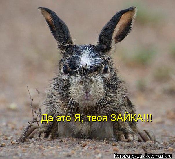Да это Я, твоя ЗАЙКА!!!... Котоматрица: Да это Я, твоя ЗАЙКА!!!