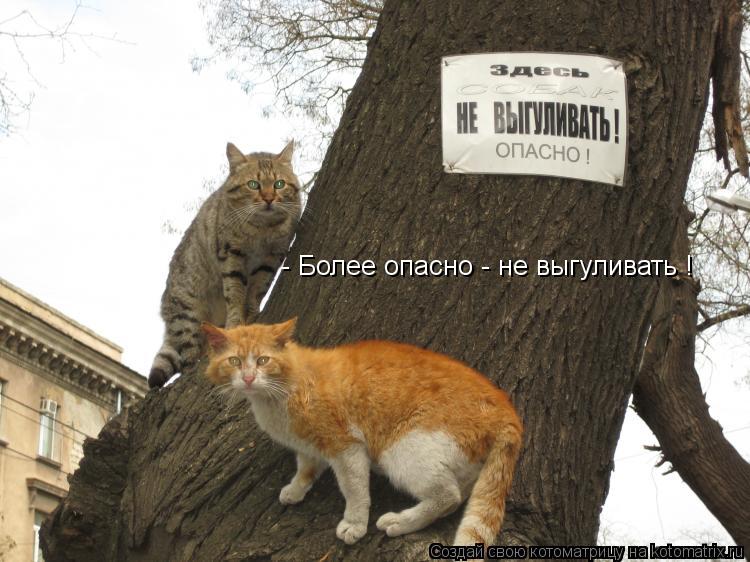 - Более опасно - не выгуливать !... Котоматрица: - Более опасно - не выгуливать !