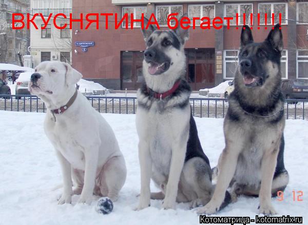 ВКУСНЯТИНА бегает!!!!!!!... Котоматрица: ВКУСНЯТИНА бегает!!!!!!!