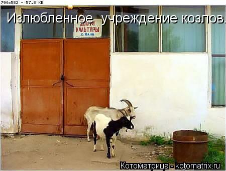 Излюбленное учреждение козлов.... Котоматрица: Излюбленное учреждение козлов.