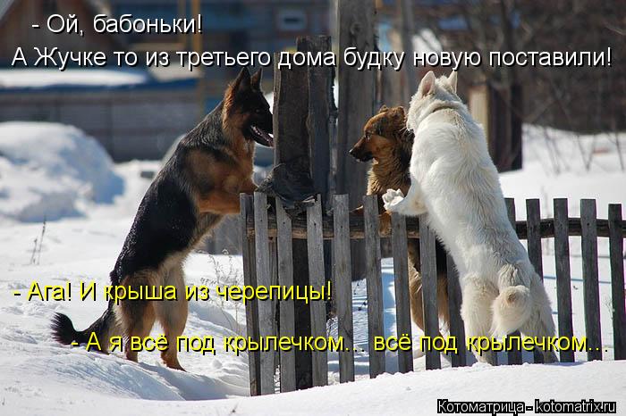 - Ой, бабоньки! А Жучке то из третьего дома будку новую поставили! - Ага! И крыша из черепицы! - А я... Котоматрица: - Ой, бабоньки! А Жучке то из третьего дома будку новую поставили! - Ага! И крыша из черепицы! - А я всё под крылечком... всё под крылечком...