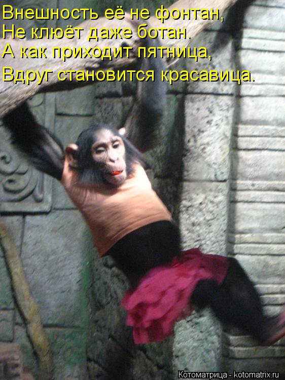 Внешность её не фонтан, Не клюёт даже ботан. А как приходит пятница, Вдруг становится красавица.... Котоматрица: Внешность её не фонтан, Не клюёт даже ботан. А как приходит пятница, Вдруг становится красавица.