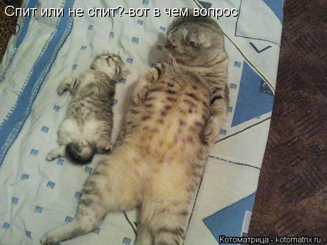 Спит или не спит?-вот в чем вопрос... Котоматрица: Спит или не спит?-вот в чем вопрос