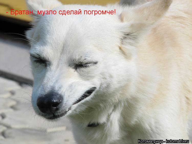 - Братан, музло сделай погромче!... Котоматрица: - Братан, музло сделай погромче!
