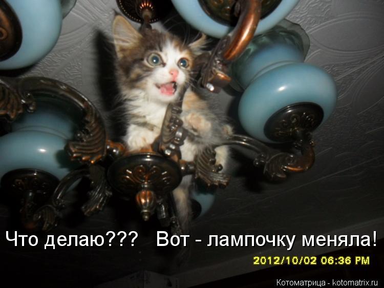 Что делаю??? Вот - лампочку меняла!... Котоматрица: Что делаю??? Вот - лампочку меняла!
