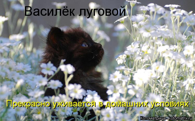 Василёк луговой Прекрасно уживается в домашних условиях... Котоматрица: Василёк луговой Прекрасно уживается в домашних условиях