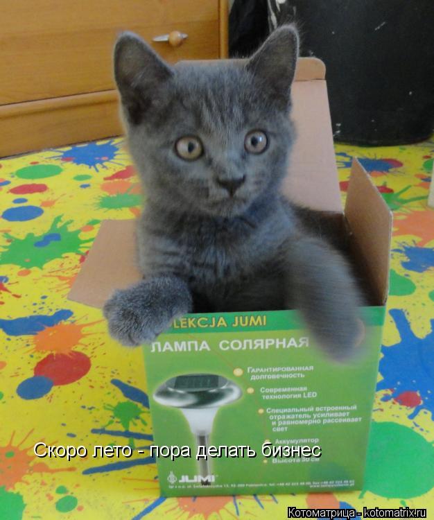 Скоро лето - пора делать бизнес... Котоматрица: Скоро лето - пора делать бизнес