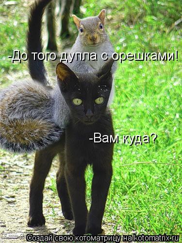 -Вам куда? -До того дупла с орешками!... Котоматрица: -Вам куда? -До того дупла с орешками!