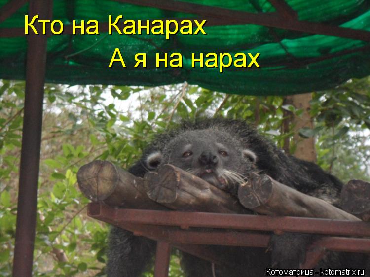 Кто на Канарах А я на нарах... Котоматрица: Кто на Канарах А я на нарах