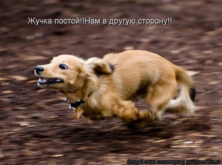 Жучка постой!!Нам в другую сторону!!... Котоматрица: Жучка постой!!Нам в другую сторону!!