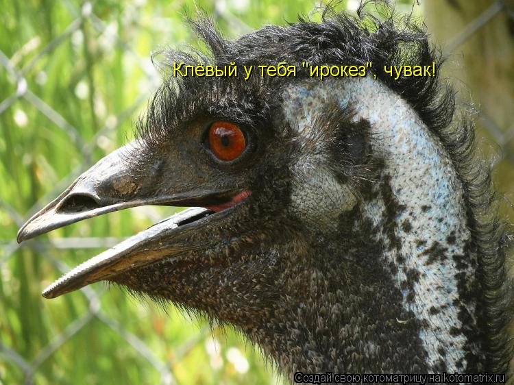 Клёвый у тебя "ирокез", чувак!... Котоматрица: Клёвый у тебя "ирокез", чувак!