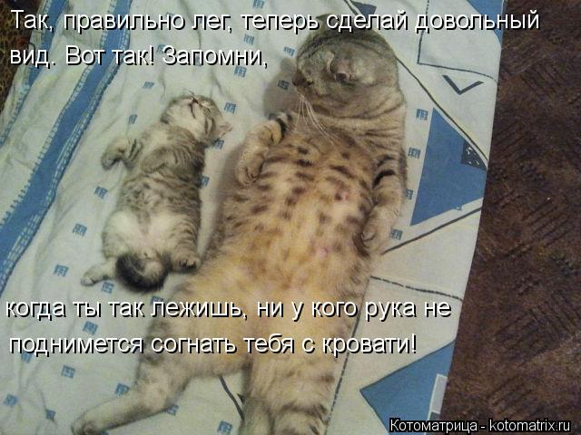 Так, правильно лег, теперь сделай довольный вид. Вот так! Запомни, когда ты так лежишь, ни у кого рук... Котоматрица: Так, правильно лег, теперь сделай довольный вид. Вот так! Запомни, когда ты так лежишь, ни у кого рука не поднимется согнать тебя с кровати!