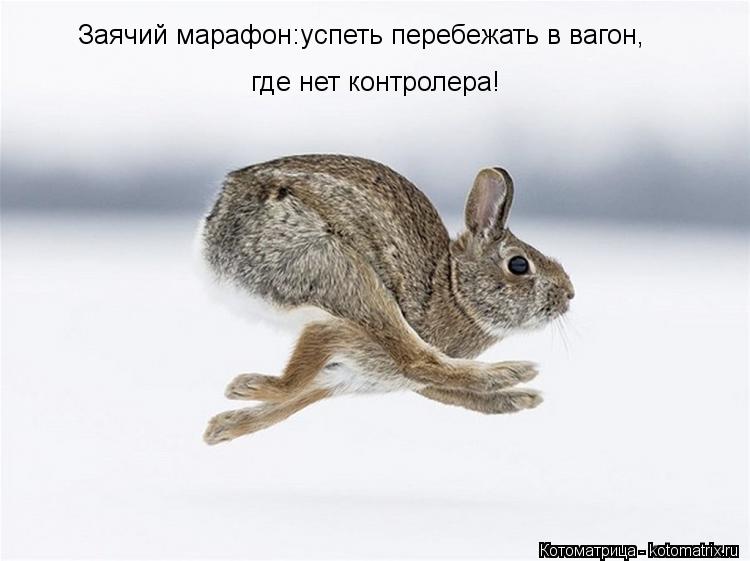 Заячий марафон:успеть перебежать в вагон, где нет контролера!... Котоматрица: Заячий марафон:успеть перебежать в вагон, где нет контролера!