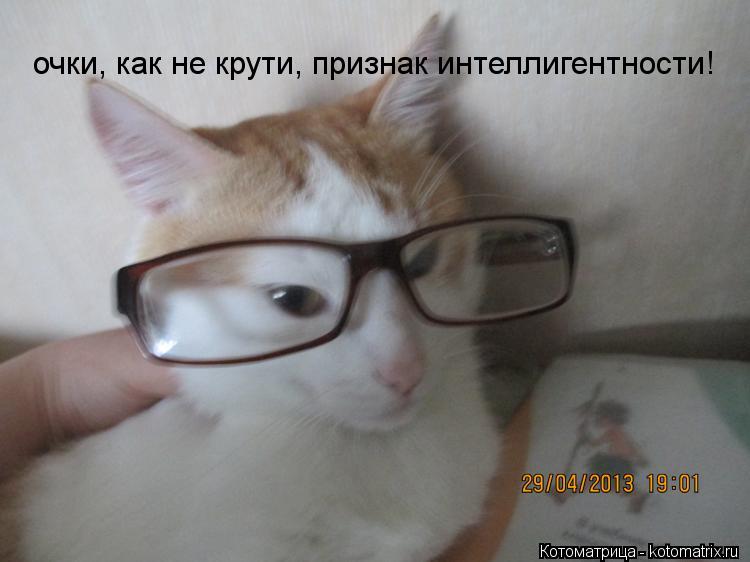 Котоматрица: очки, как не крути, признак интеллигентности!
