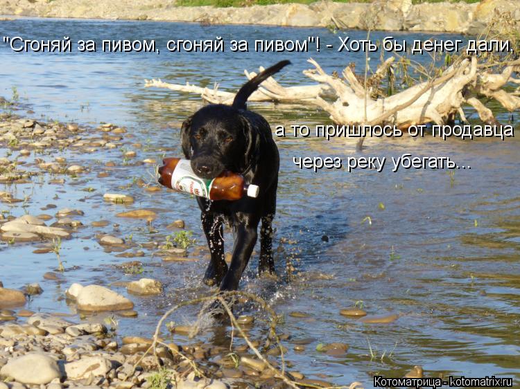 "Сгоняй за пивом, сгоняй за пивом"! - Хоть бы денег дали, а то пришлось от продавца через реку убегат... Котоматрица: "Сгоняй за пивом, сгоняй за пивом"! - Хоть бы денег дали, а то пришлось от продавца через реку убегать...