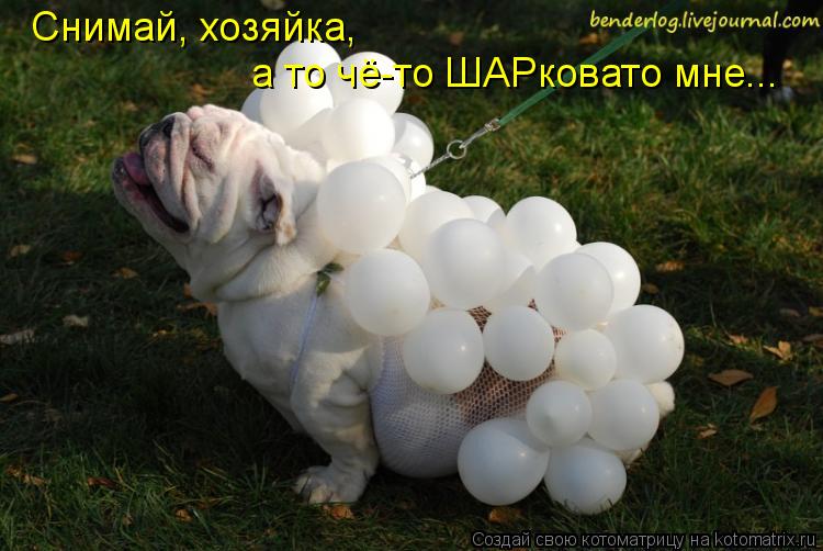 Снимай, хозяйка, а то чё-то ШАРковато мне...... Котоматрица: Снимай, хозяйка, а то чё-то ШАРковато мне...