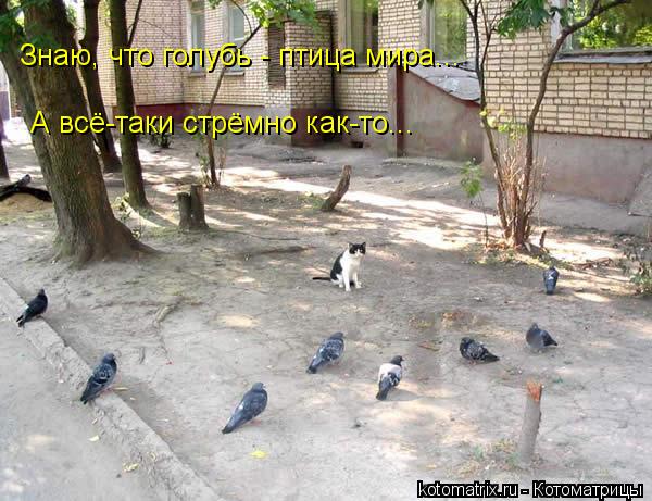Знаю, что голубь - птица мира... А всё-таки стрёмно как-то...... Котоматрица: Знаю, что голубь - птица мира... А всё-таки стрёмно как-то...