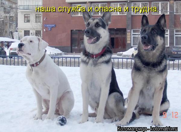 наша служба и опасна и трудна.... Котоматрица: наша служба и опасна и трудна.