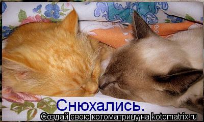 Снюхались.... Котоматрица: Снюхались.