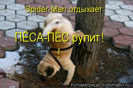 Spider-Man отдыхает Spider-Man отдыхает ПЁСА-ПЁС рулит ! !... Котоматрица: Spider-Man отдыхает Spider-Man отдыхает ПЁСА-ПЁС рулит ! !