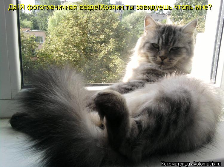 Да!Я фотогиеничная везде!Хозяин,ты завидуешь чтоль мне?... Котоматрица: Да!Я фотогиеничная везде!Хозяин,ты завидуешь чтоль мне?