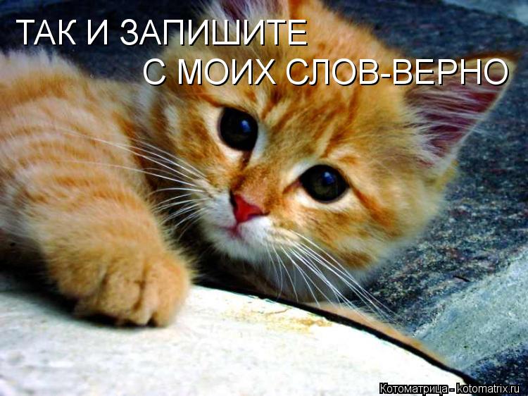 ТАК И ЗАПИШИТЕ С МОИХ СЛОВ-ВЕРНО... Котоматрица: ТАК И ЗАПИШИТЕ С МОИХ СЛОВ-ВЕРНО