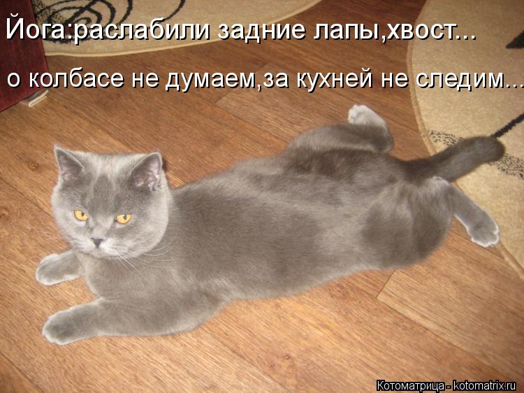 Йога:раслабили задние лапы,хвост... о колбасе не думаем,за кухней не следим...... Котоматрица: Йога:раслабили задние лапы,хвост... о колбасе не думаем,за кухней не следим...