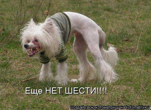Еще НЕТ ШЕСТИ!!!!... Котоматрица: Еще НЕТ ШЕСТИ!!!!
