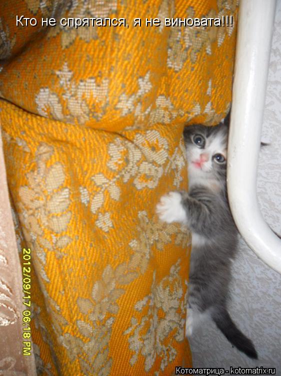 Кто не спрятался, я не виновата!!!... Котоматрица: Кто не спрятался, я не виновата!!!
