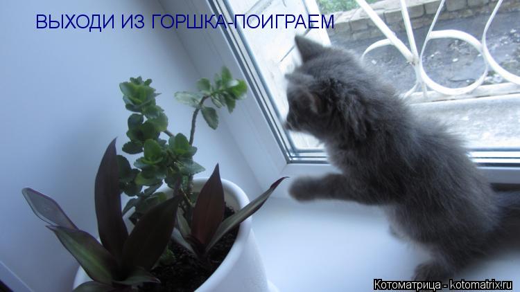 ВЫХОДИ ИЗ ГОРШКА-ПОИГРАЕМ... Котоматрица: ВЫХОДИ ИЗ ГОРШКА-ПОИГРАЕМ