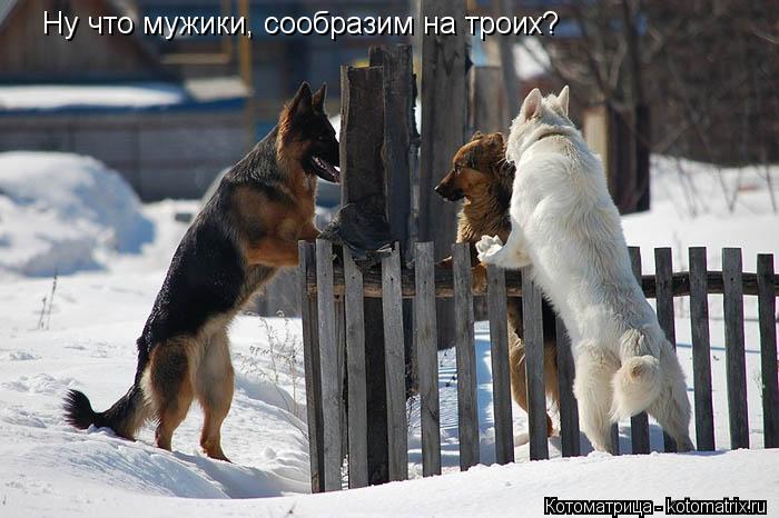 Ну что мужики, сообразим на троих?... Котоматрица: Ну что мужики, сообразим на троих?