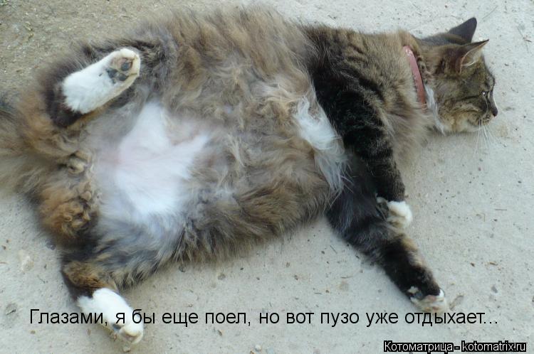 Глазами, я бы еще поел, но вот пузо уже отдыхает...... Котоматрица: Глазами, я бы еще поел, но вот пузо уже отдыхает...