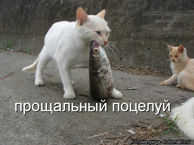 прощальный поцелуй... Котоматрица: прощальный поцелуй