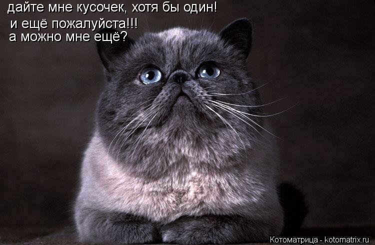 дайте мне кусочек, хотя бы один! и ещё пожалуйста!!! а можно мне ещё?... Котоматрица: дайте мне кусочек, хотя бы один! и ещё пожалуйста!!! а можно мне ещё?