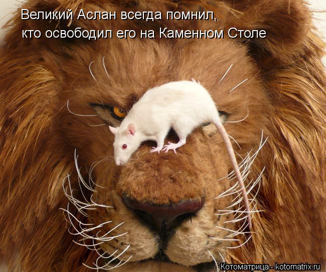 Великий Аслан всегда помнил, кто освободил его на Каменном Столе... Котоматрица: Великий Аслан всегда помнил, кто освободил его на Каменном Столе