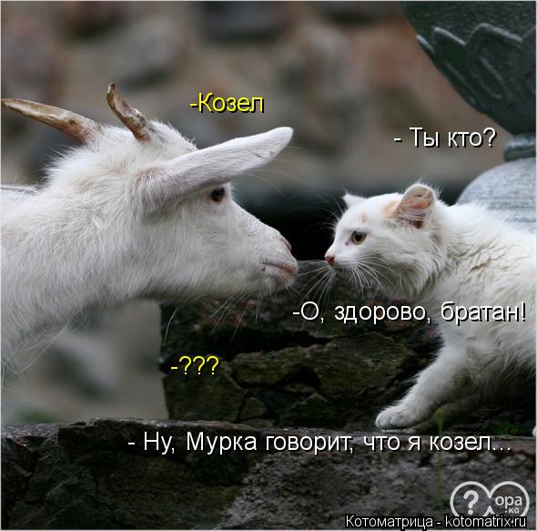 - Ты кто? -О, здорово, братан! - Ну, Мурка говорит, что я козел... -Козел -???... Котоматрица: - Ты кто? -О, здорово, братан! - Ну, Мурка говорит, что я козел... -Козел -???