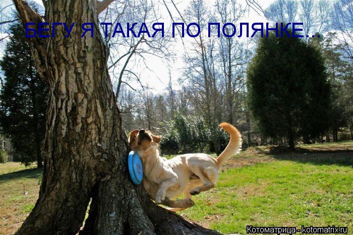 БЕГУ Я ТАКАЯ ПО ПОЛЯНКЕ...... Котоматрица: БЕГУ Я ТАКАЯ ПО ПОЛЯНКЕ...