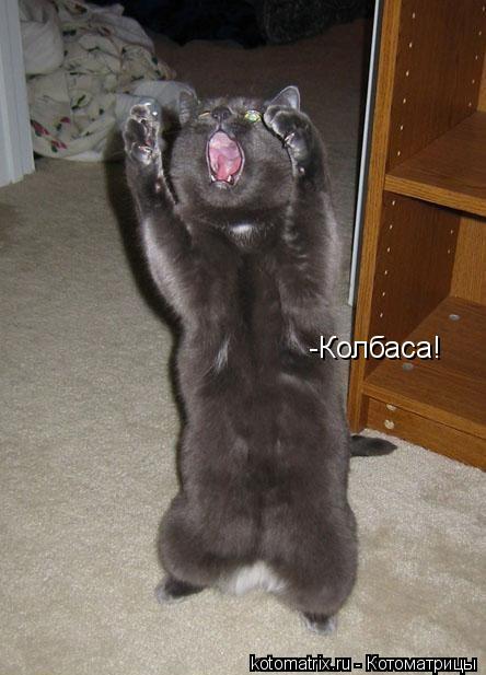 -Колбаса!... Котоматрица: -Колбаса!