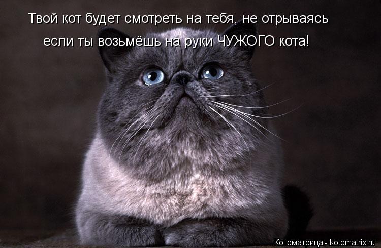 Котоматрица: Твой кот будет смотреть на тебя, не отрываясь если ты возьмёшь на руки ЧУЖОГО кота!